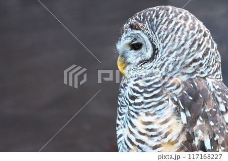 鋭い眼光のフクロウ 117168227