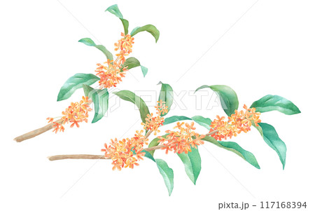 晩夏の花。金木犀（キンモクセイ）の枝の水彩イラスト。 117168394