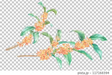 晩夏の花。金木犀（キンモクセイ）の枝の水彩イラスト。 117168394