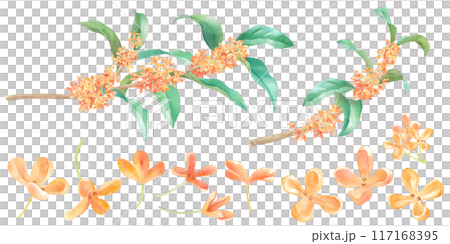 晩夏の花。金木犀（キンモクセイ）の枝と、花頭の水彩イラストセット。 117168395