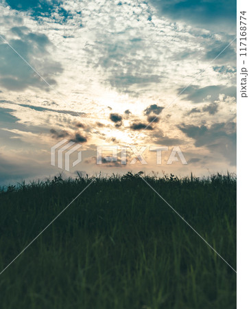 草原の風景 117168774