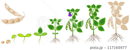 Cycle of growth of soybean plant isolated on white background. 117168977