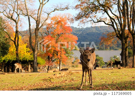 奈良公園紅葉と鹿 奈良公園紅葉と鹿 117169005
