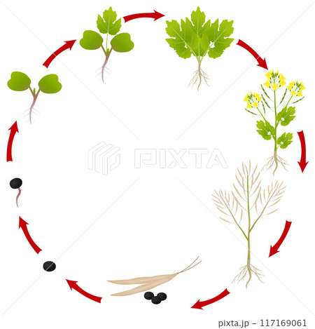 The life cycle of a rapeseed plant on a white background The life cycle of a rapeseed plant on a white background 117169061