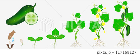 Cycle of growth of a plant of a cucumber isolated on a white background. Cycle of growth of a plant of a cucumber isolated on a white background. 117169127