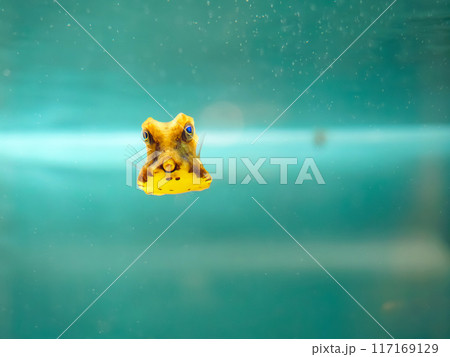 コンゴウフグの幼魚 117169129