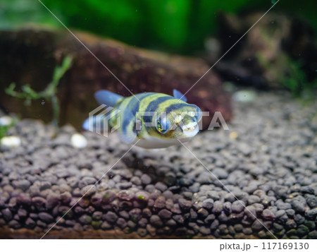 南米淡水フグ 117169130