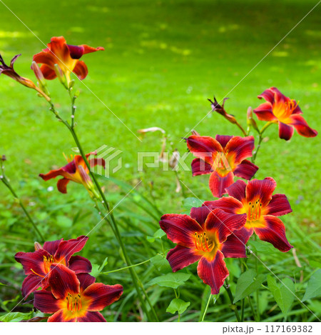 Blooming daylily on green meadow. Hemerocallis. 117169382
