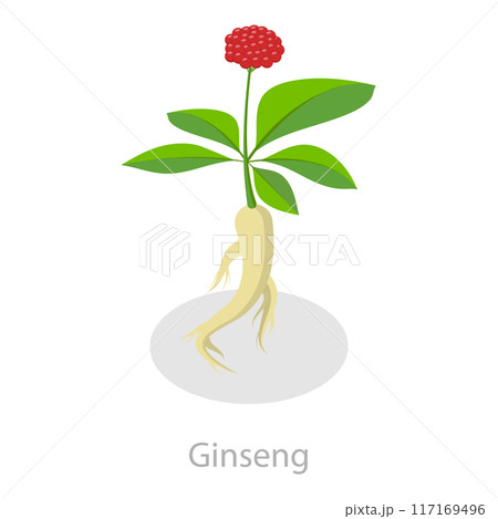 3D Isometric Flat Vector Set of Healing Herbs, Herbal Medicine. Item 3 117169496