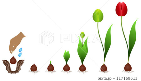 Cycle of growth of a tulip plant isolated on a white background 117169613