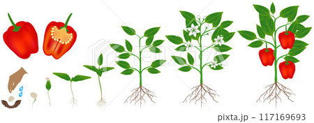 Cycle of growth of a plant of red pepper, isolated on a white background. 117169693