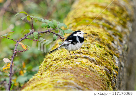 A small black and white bird perches on a moss-covered rock, distinguished by a white stripe along its back. The scene exudes tranquility, with the bird remaining motionless. 117170369