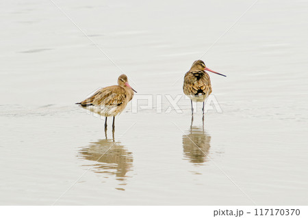 Two birds standing in the water, one on the left and one on the right. The water is calm and the birds are looking at the camera. Two birds standing in the water, one on the left and one on the right. The water is calm and the birds are looking at the camera. 117170370