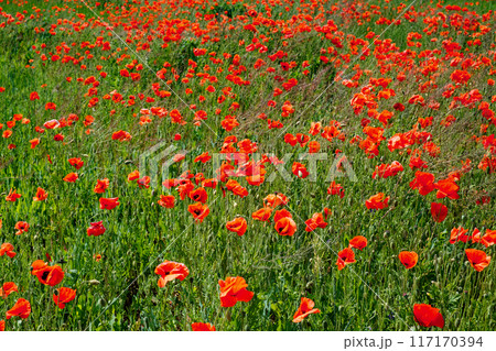 Poppies are scattered densely across the grassy field. Poppies are scattered densely across the grassy field. 117170394