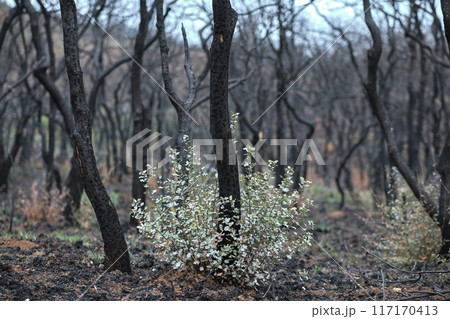 Burnt Forest with New Plant Growth After Wildfire 117170413
