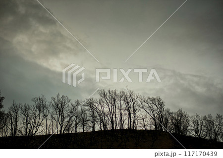 Charred Trees on Hilltop with Gloomy Sky Charred Trees on Hilltop with Gloomy Sky 117170439