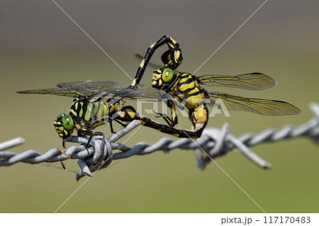 ウチワヤンマの交尾 117170483