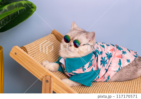 A funny white cat in a blue Hawaiian shirt and sunglasses lies on a straw chaise longue A funny white cat in a blue Hawaiian shirt and sunglasses lies on a straw chaise longue 117170571