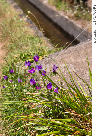 Echium blooming on a meadow, Madeira, Portugal 117170698