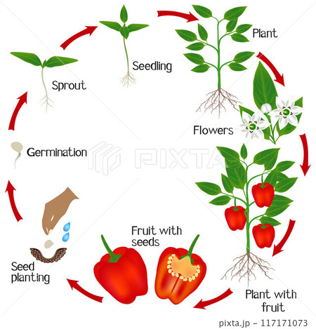Cycle of growth of a plant of red pepper on a white background. 117171073
