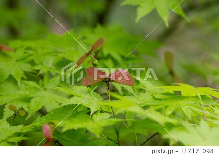 Close up blooming maple in spring Seiryu Japanese Maple - Latin name - Acer palmatum Seiryu, natural green leafy background copispace 117171098