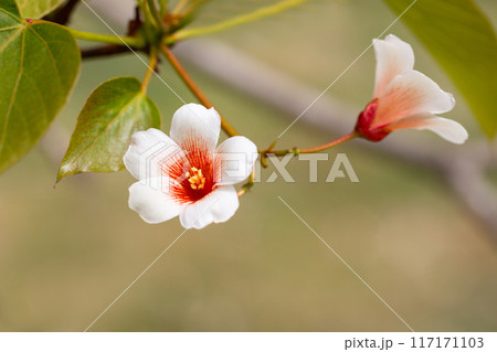 Close-up white Tung tree flower blooms. Aleurites Fordii Airy Shaw or Vernicia fordii, usually known as the tung or tung oil tree in spring. Delightful white-orange inflorescences on a blurred 117171103
