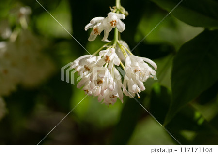 A close up shot of bell-shaped, fragrant buds and flowers of the Staphylea Pinnata amid green leaves spring flower background 117171108