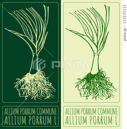 Vector drawing ALLIUM PORRUM COMMUNE. Hand drawn illustration. Latin name is ALLIUM PORRUM L 117171111
