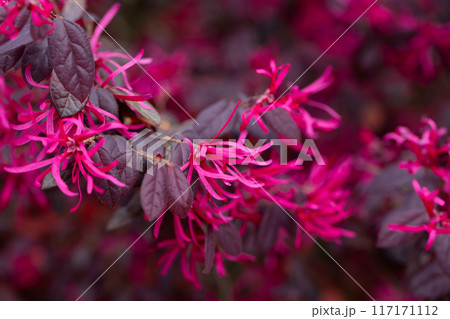 Botanical collection, pink flowers of Loropetalum chinense close up Botanical collection, pink flowers of Loropetalum chinense close up 117171112