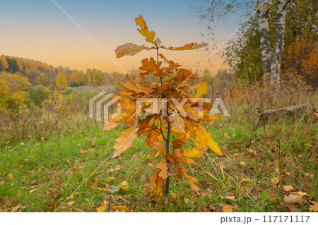 young oak tree leaves in autumn. Sunny golden background young oak tree leaves in autumn. Sunny golden background 117171117