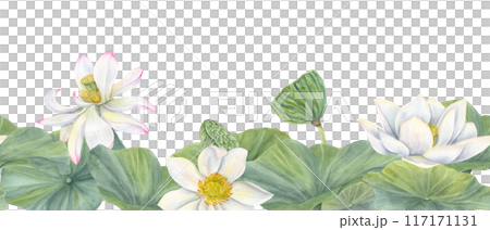 Blooming white lotus flowers with leaves. Water lily buds and seed pods, Indian lotus, green leaf. Watercolor illustration. Horizontal seamless banner. Space for text. For package decor, textile Blooming white lotus flowers with leaves. Water lily buds and seed pods, Indian lotus, green leaf. Watercolor illustration. Horizontal seamless banner. Space for text. For package decor, textile 117171131