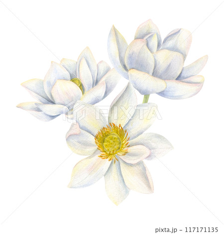Bouquet of white lotus flowers. Blooming waterlily. Indian Lotus, Sacred Lotus for Diwali decor. Watercolor illustration for poster, cards, greeting, invitation. For wedding, birthday design 117171135