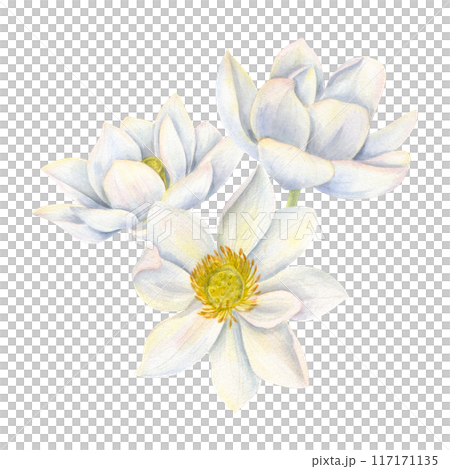 Bouquet of white lotus flowers. Blooming waterlily. Indian Lotus, Sacred Lotus for Diwali decor. Watercolor illustration for poster, cards, greeting, invitation. For wedding, birthday design 117171135