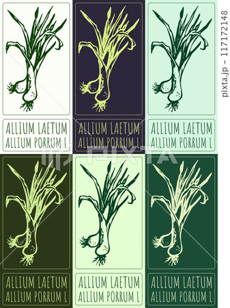 Set of vector drawing ALLIUM LAETUM in various colors. Hand drawn illustration. Latin name is ALLIUM PORRUM L Set of vector drawing ALLIUM LAETUM in various colors. Hand drawn illustration. Latin name is ALLIUM PORRUM L 117172148
