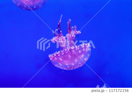 macro of a beautiful jellyfish mastigias papua 117172156