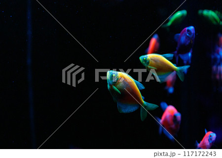 macro of a beautiful glofiish fish macro of a beautiful glofiish fish 117172243
