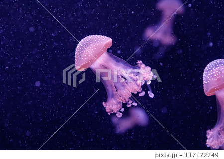 macro of a beautiful jellyfish phyllorhiza punctata 117172249