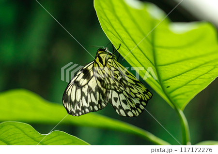 macro beautiful butterfly Idea leuconoe macro beautiful butterfly Idea leuconoe 117172276