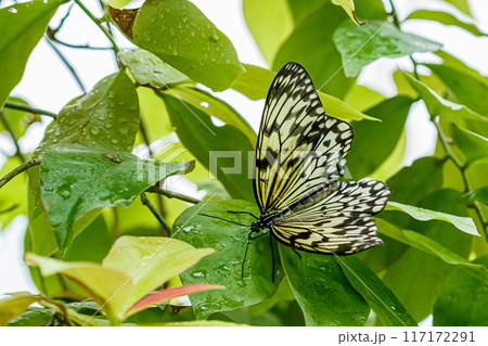 macro beautiful butterfly Idea leuconoe 117172291