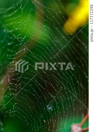 beautiful cobweb in the sun with dew drops 117172298