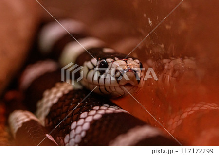 macro beautiful california kingsnake snake 117172299
