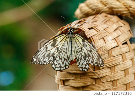 macro beautiful butterfly Idea leuconoe macro beautiful butterfly Idea leuconoe 117172310