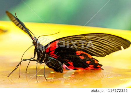 macro beautiful butterfly Papilio rumanzovia 117172323