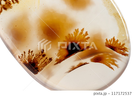 macro mineral stone Agata muschiata on a white background  117172537