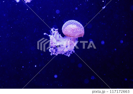 macro of a beautiful jellyfish phyllorhiza punctata macro of a beautiful jellyfish phyllorhiza punctata 117172663