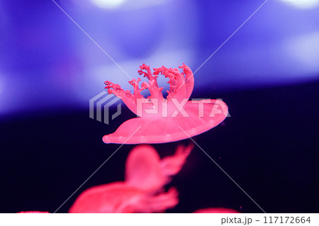 macro of a beautiful jellyfish cassiopea andromeda macro of a beautiful jellyfish cassiopea andromeda 117172664