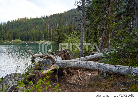 An old dry coniferous tree fell in a mountain forest on the shore of a lake. An old dry coniferous tree fell in a mountain forest on the shore of a lake. 117172949