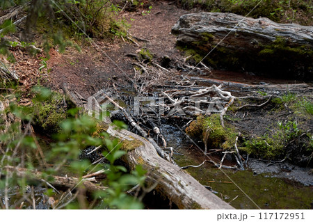An old dry coniferous tree fell in a mountain forest on the shore of a lake. 117172951
