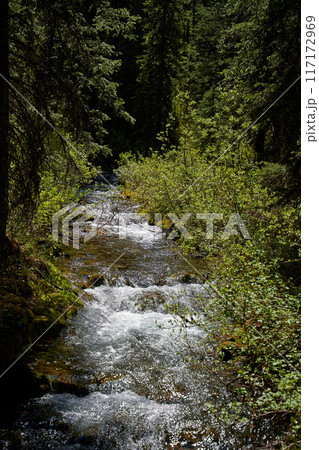 A clear mountain river flows through a coniferous forest in the Alberta mountains of Canada. 117172969