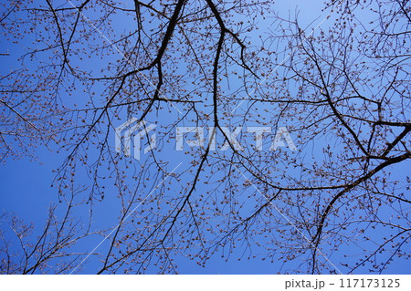 冬の景色 冬の景色 117173125